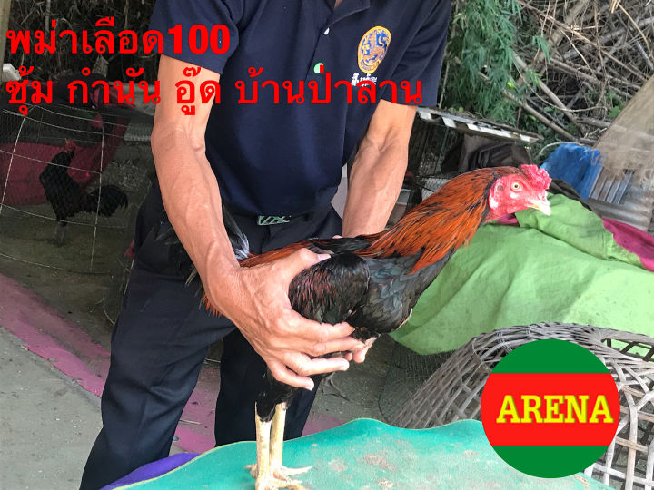 ไข่ไก่ชน-พม่าเลือด100-ซุ้มกำนัน-อู๊ด-บ้านป่าลาน