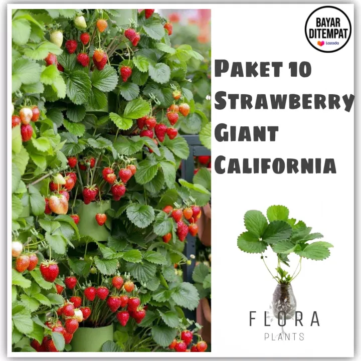 Paket 10 Pohon Bibit Strawberry Jumbo California Unggulan& Berkualitas ...