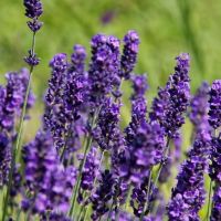 NEW++ ต้น อิงลิชลาเวนเดอร์ สายพันธุ์ Hidcote (English Lavender) พร้อมดอก หอมมาก เพาะเมล็ด นำเข้า จาก USA ราคาถูกสุดๆ ต้นไม้ ฟอก อากาศ กระถาง ต้นไม้ ไม้ ประดับ ต้นไม้ ปลูก ใน บ้าน