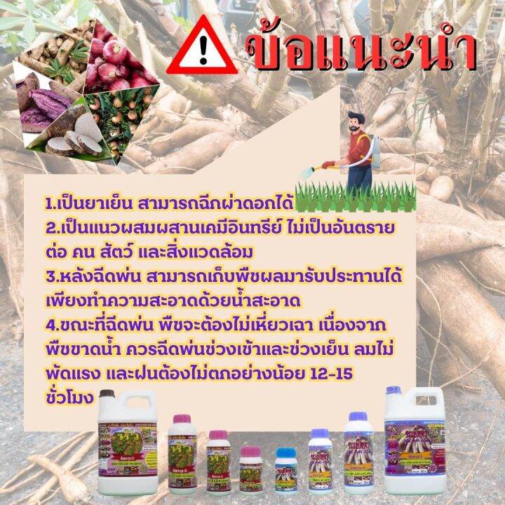 พร้อมส่ง-เซียนหัว-1ลิตร-แถม-เซียนระเบิดหัว-500ซีซี-ชนิดเข้มข้ม-ฮอร์โมนมันสำปะหลัง-ปุ๋ยฉีดมันสำปะหลัง-ปุ๋ยทางใบ-ฮอร์โมนพืช-อะมิโน