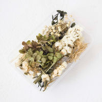 [In Stock] Dried Flowers Diy Dry Flowers Air-Dried Natural