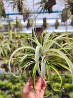 Tillandsia Capitata แบบติดตอไม้ #รากอากาศ #airplant #tillandsia