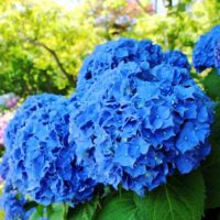 20 เมล็ด เมล็ดไฮเดรนเจีย Hydrangea Seeds สีฟ้า ไฮเดรนเยียสายพันธุ์ฝรั่งเศส ของแท้ 100% อัตรางอกสูง 70-80 % มีคู่มือปลูก ปลูกในกระถางได้