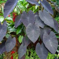 Colocasia Black Magic   ส่งแบบแตกใบแล้ว บอนดำ เสน่ห์ใบดำที่ใครเห็นก็หลงใหล บอนขนาดใหญ่