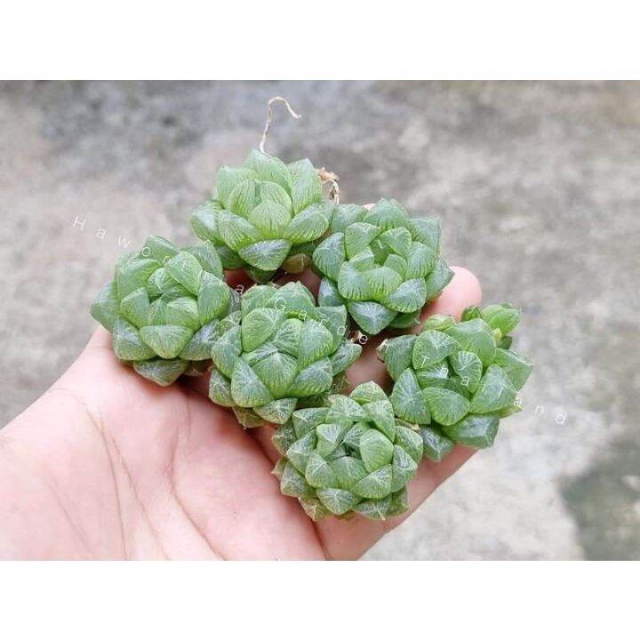 promotion-ฮาโวเทีย-haworthia-obtusa-hybridhikaru-สวยๆ-ส่งแบบล้างราก-สุดคุ้มม-ต้นไม้-ฟอก-อากาศ-กระถาง-ต้นไม้-ไม้-ประดับ-ต้นไม้-ปลูก-ใน-บ้าน