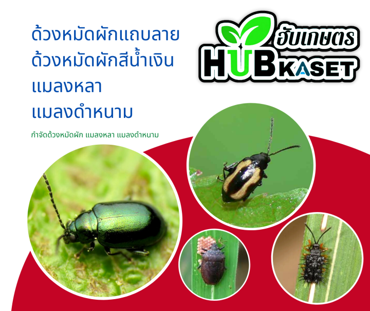 ไซเกอร์-1ลิตร-ไซเปอร์เมทริน-ป้องกันและกำจัดแมลงบินและแมลงคลาน-เช่น-ยุง-แมลงวัน-แมลงสาบ-มดและใช้ป้องกันกำจัดปลวก