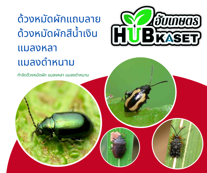 ชุดคู่หู-2พลังบวก-ไทอะมีทอกแซม-อีไทออน-ไวต์ออยล์-1กิโลกรัม-1ลิตร-2ขวด-เพลี้ยน็อคร่วงแบบสิ้นซาก