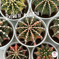 ยิมโนด่าง ไม้เมล็ด #คัดสวย Gymnocalycium แคคตัส กระบองเพชร cactus&amp;succulent