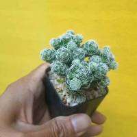 ( PRO+++ ) โปรแน่น.. ต้นเพชร แมมตุ๊กตาญี่ปุ่น Vetula gracilis #mammillaria #แมมมิลาเรีย #cactus ราคาสุดคุ้ม พรรณ ไม้ น้ำ พรรณ ไม้ ทุก ชนิด พรรณ ไม้ น้ำ สวยงาม พรรณ ไม้ มงคล