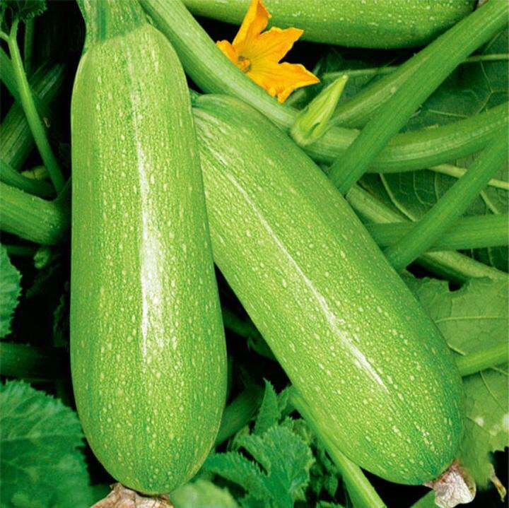 เมล็ดพันธุ์แท้100-อัตราการงอกสูง-30-แคปซูลต่อแพ็ค-fresh-bottle-gourd-seeds-vegetable-seeds-เมล็ดพันธุ์-plants-เมล็ด-พันธุ์ไม้หายาก-เมล็ดพันธุ์ผัก-ของแต่งสวน-แต่งสวน-อัตราการงอกสูง-ในสต็อกในประเทศไทย-ม