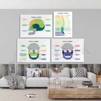 SKULL SPINE FACIAL SKULL Facial Bones Anatomy Art Learning Medical โปสเตอร์ Biology Home School Wall Decor