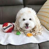 2023 New Interactive Ramen Dog Toy Nose Job Noodle Toy Dogs Medium Toy Cup Hide Food For Small Dispenser Smell I8Z8