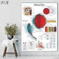 ผ้าใบศิลปะติดผนังบ้านตกแต่ง Human Eye ภาพพิมพ์ HD Anatomy โมเดิร์นโปสเตอร์การศึกษา CUADROS ภาพ Modular ห้องนอน