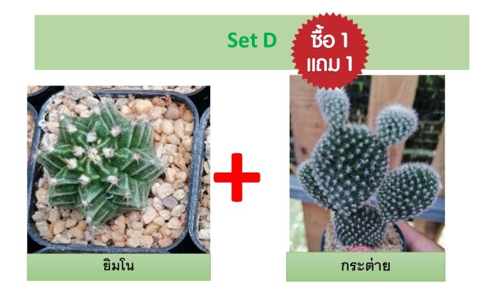 ซื้อ-1-แถม-1-แคคตัส-ส่งพร้อมกระถาง