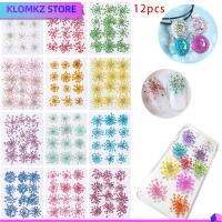 KLOMKZ 12pcs ของขวัญ วัสดุเปลือกโทรศัพท์มือถือ ของตกแต่งบ้าน ดอกแอมมิ มาจัส กดแห้ง พืชทำมือ ทรูฟลาวเวอร์