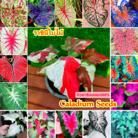 ปลูกง่าย ปลูกได้ทั่วไทย ของแท้ 100% 100pcs Mixed Color-leaf Caladium Seeds Rare Bonsai Potted Plants เป็นไม้พุ่มอวบน้ำอายุยืน ไม้ฟอกอากาศ ใบลวดลายสวยงาม ต้นไม้ฟอกอากาศ ต้นไม้มงคล เมล็ดต้นบอนสี Plants Seeds for Home &amp; Garden Planting