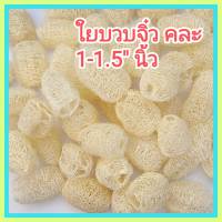 [50 ลูก] ใยบวบจิ๋ว ใยบวบขัดหน้า ขนาด คละ 1-1.5 นิ้ว