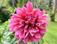 1 หัว/ออเดอร์ รักเร่ Dahlia Bulb สายพันธุ์ Emory Paul หัวรักเร่ ดอกไม้ หัวหน่อ เหง้า นำเข้า เนเธอร์แลน หัวสดใหม่