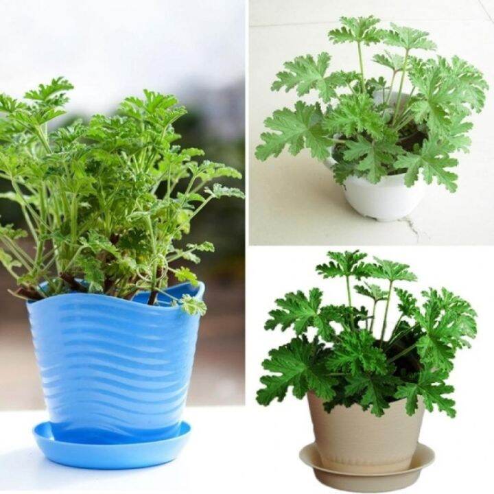 50pcs Citronella Plant seeds Mozzie buster plant mosquito repellent