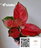 ต้นช้างแดง Aglaonema sp. ‘Changdaeng’ อโกลนีมา ช้างแดง ไม้มงคล  ไม้มงคลเรียกทรัพย์ ช้างแดง บรรจุกระถางจัดส่ง