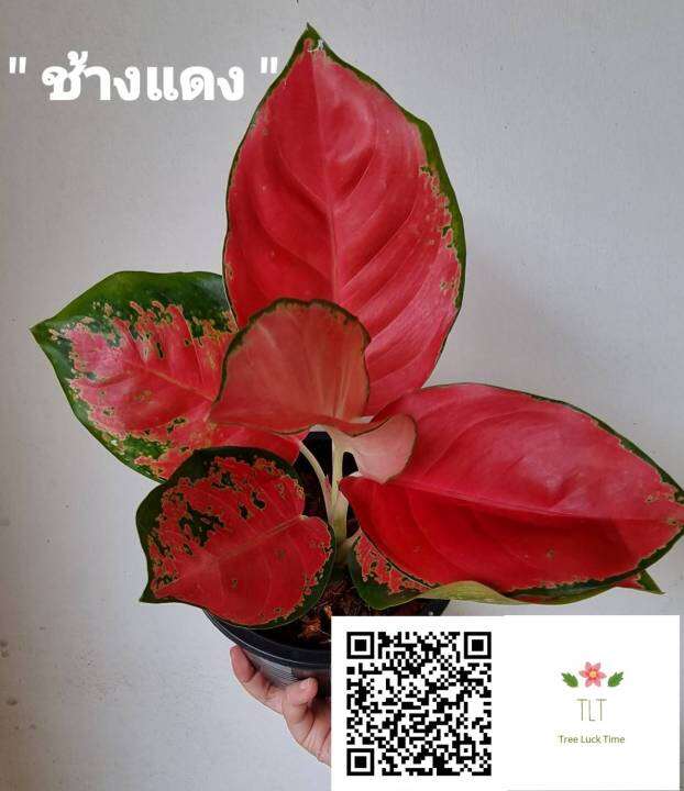 ต้นช้างแดง-aglaonema-sp-changdaeng-อโกลนีมา-ช้างแดง-ไม้มงคล-ไม้มงคลเรียกทรัพย์-ช้างแดง-บรรจุกระถางจัดส่ง