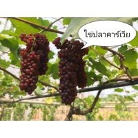 ?สินค้าขายดี? [ไข่ปลา]ต้นองุ่น​ แบบกิ่งป่าตอนติดตาพันธุ์​ดี​ (หลายสายพัน​ธุ์)​