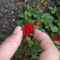 Garden Seeds เมล็ดพันธุ์ กุหลาบ 30 เมล็ด มินิ บอนไซ Rose Seeds ดอกเล็ก สีแดง ต้นไม้แคระ นำเข้าจากต่างประเทศ พร้อมคู่มือ