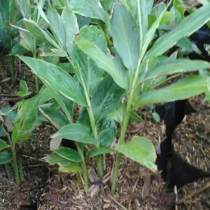 Pohon Kecombrang Honje