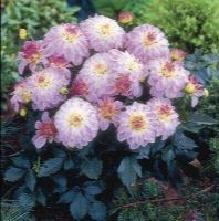 1 หัว/ออเดอร์ รักเร่ Dahlia Bulbs สายพันธุ์ Monet หัวรักเร่ ดอกไม้ หัวหน่อ เหง้า นำเข้า เนเธอร์แลน หัวสดใหม่