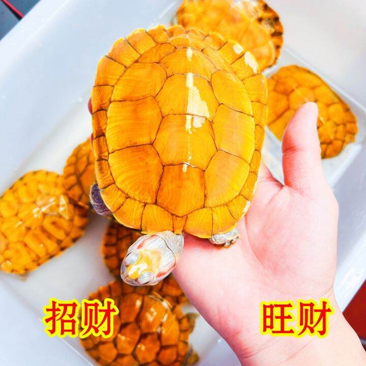 Golden turtle lucky little turtle money geomantic town house turtle