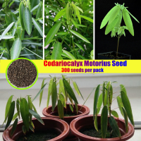 300PCS Rare Codariocalyx Motorius Seeds Dancing Grass Seeds Lover Grass Flower Plant ต้นคล้าไม้มงคล ต้นบอนสี เมล็ดบอนสี ไม้มงคลยอดนิยม เมล็ดดอกไม้ หัวบอนสี ไม้ประดับมงคล ไม้ประดับมงคล ต้นไม้ฟอกอากาศ เมล็ดพันธุ์ผัก บอนสีหายาก Others ต้นไม้ บอนสีหายากไทย