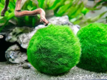 Marimo Moss Balls: Aegagropila Linnaei - Plant Pets!