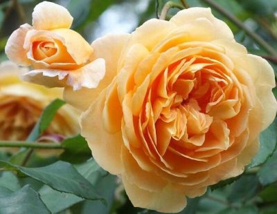 30 เมล็ด เมล็ดพันธุ์ Crown Princess Margareta สายพันธุ์อังกฤษ ดอกกุหลาบ นำเข้าจากอังกฤษ ดอกใหญ่ พร้อมคู่มือปลูก English Rose Seeds