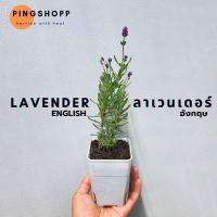 ( Pro+++ )++ ลาเวนเดอร์ อังกฤษ #lavender English Lavance Deep Purple( สินค้ามีจำนวนจำกัด) ราคาดี ต้นไม้ ฟอก อากาศ กระถาง ต้นไม้ ไม้ ประดับ ต้นไม้ ปลูก ใน บ้าน