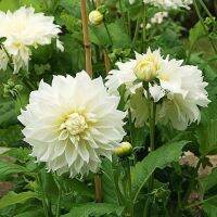 1 เหง้า/ชุุด รักเร่ Dahlia Bulb สายพันธุ์ Fleurel White หัวรักเร่ ดอกไม้ หัวหน่อ เหง้า นำเข้า เนเธอร์แลน หัวสดใหม่