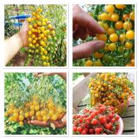 เมล็ดพันธุ์ มะเขือเทศ เคอเร้น เยลโล่ (Current Yellow Tomato Seed) บรรจุ 30 เมล็ด