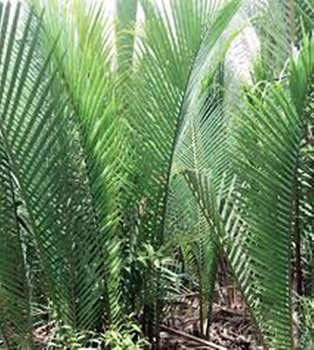 ขายส่ง-เมล็ดต้นจาก-nypa-palm-ชื่ออื่นว่า-ลูกชิด-ลูกจาก-ลูกชก-ลูกลาน-ไม้ป่าชายเลน-สกุลปาล์ม-ลูกจากลอยแก้ว-ขนมจาก-น้ำตาลจาก-น้ำส้มจาก-20-เมล็ด