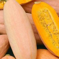 เมล็ดพันธุ์ ฟักทองกล้วยสีชมพู (Pink Banana Squash Seed) บรรจุ 10 เมล็ด คุณภาพดี ราคาถูก ของแท้ 100%