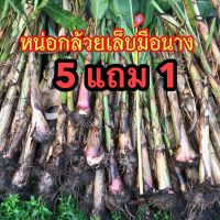 หน่อกล้วยเล็บมือนาง พันธุ์แท้ ซื้อ 5 แถม 1 หน่อ