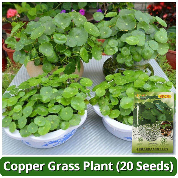 100 Original Copper Grass Plant Seeds (20 Seed) Copper Grass Pilea