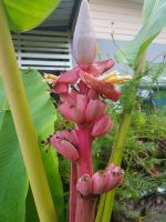 10 เมล็ดพันธุ์ กล้วยรุ่งอรุณ หรือกล้วยดอกบัวอัสสัม (Musa Velutina) กล้วยไม้ประดับ