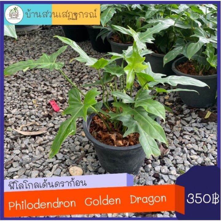 woww-สุดคุ้ม-ฟิโลเดนดรอนโกลเด้นดราก้อน-โกลเด้นดราก้อน-philodendron-golden-dragon-ราคาโปร-พรรณ-ไม้-น้ำ-พรรณ-ไม้-ทุก-ชนิด-พรรณ-ไม้-น้ำ-สวยงาม-พรรณ-ไม้-มงคล