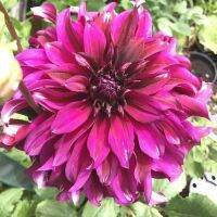 1 เหง้า/ชุุด รักเร่ Dahlia Bulb สายพันธุ์ Taiheijo หัวรักเร่ ดอกไม้ ดอกรักเร่ เหง้า นำเข้า ยุโรป หัวสดใหม่ ผ่านการแช่เย็นแล้ว