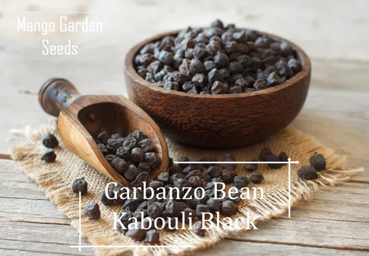 *Rare* Kabouli Black Garbanzo Bean Seeds 20 Seed *Pot Friendly* Tanam