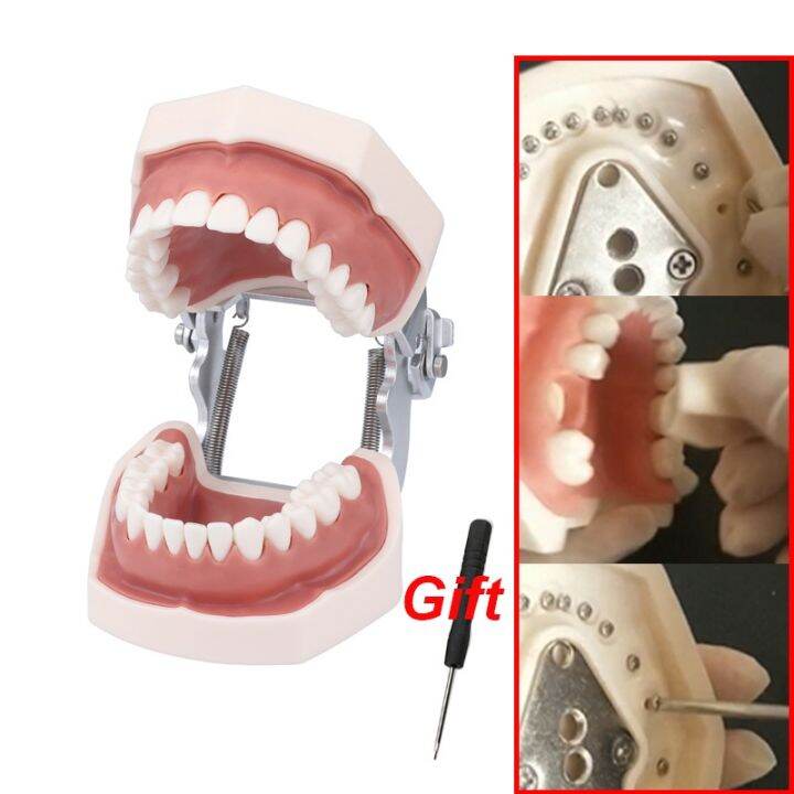 Standard Dental Model With Removable Teeth For Training Screw In