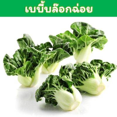 เมล็ดเบบี้บล๊อกฉ่อย เมล็ดพันธุ์ 300+ เมล็ด (White Baby Pak Choi Seeds) / เบบี้กวางตุ้งฮ่องเต้ก้านขาว  /เบบี้บ๊อคฉ่อยหวาน / เบบี้บ๊อกชอย