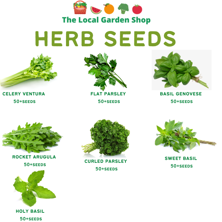 HERB SEEDS VARIETIES - CELERY KINCHAY PARSLEY SWEET BASIL | Lazada PH