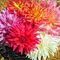 เมล็ดพันธุ์บานชื่นแคคตัส 10 เมล็ด(zinnai cactas flowered mix 10 seed)