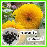 พร้อมส่ง ❗❗ รหัส 068 เมล็ดพันธุ์แท้ OP แท้ทานตะวัน เทดดี้แบร์ - Teddy Bear Sunflower ทานตะวันเตี้ย ดอกปุกปุ้ย สีเหลือง น่ารัก