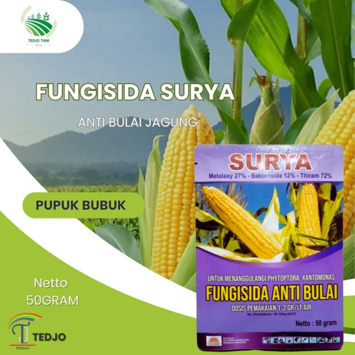 Fungisida Anti Bulai Jagung Anti Bulay Surya Untuk Jagung 50 Gram Obat